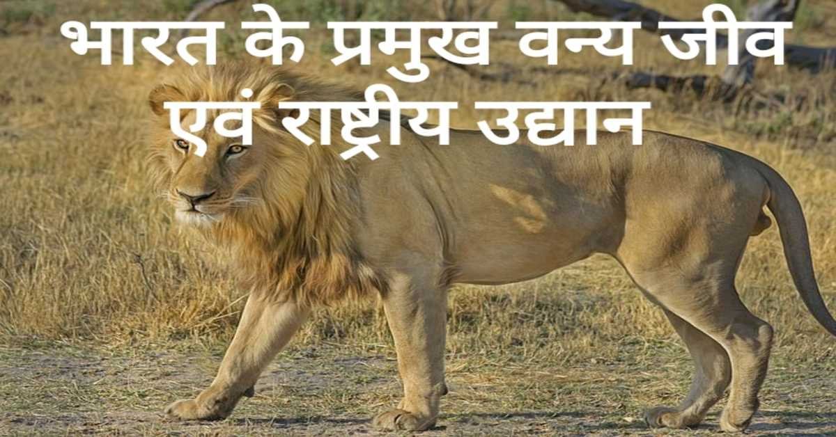 भारत के प्रमुख वन्य जीव एवं राष्ट्रीय उद्यान | Major Wildlife and National Parks of India 